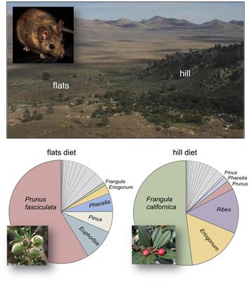 Fine-Scale Differentiation in Diet and Metabolomics of <mark class="highlighted">Small Mammals</mark> Across a Sharp Ecological Transition